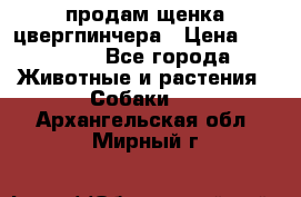 продам щенка цвергпинчера › Цена ­ 15 000 - Все города Животные и растения » Собаки   . Архангельская обл.,Мирный г.